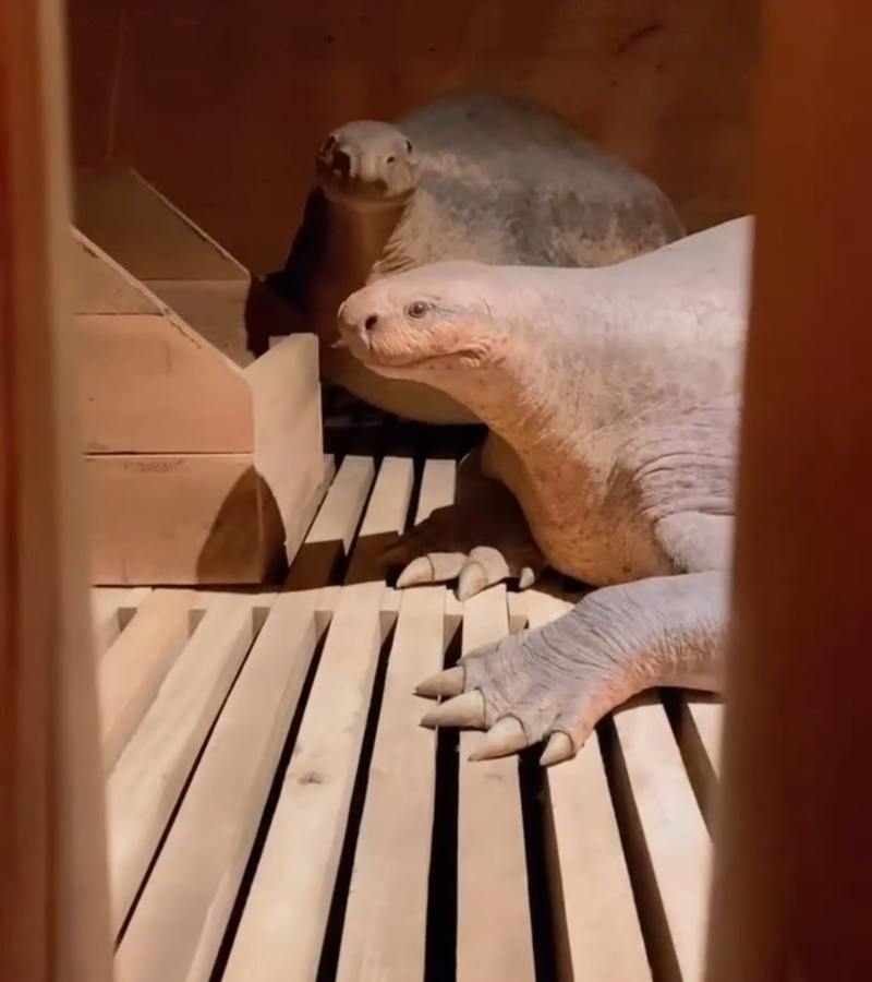 Ark Encounter Review 