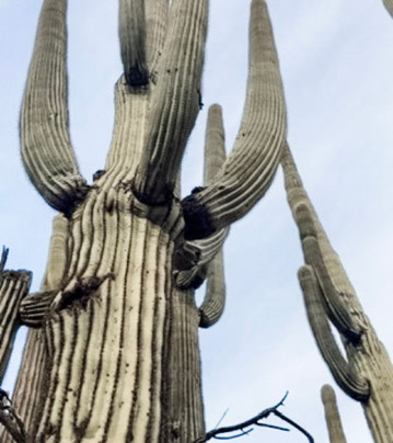 Dragonfly Loop Hike Cave Creek (1)