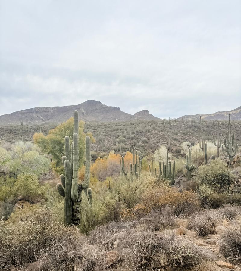 Dragonfly Loop Hike Cave Creek (2)