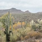 Dragonfly Trail Hike - Cave Creek, AZ