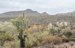 Dragonfly Trail Hike - Cave Creek, AZ